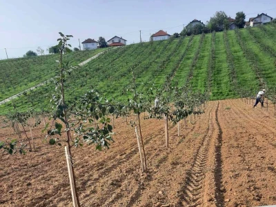 Plantaža šljiva Raifa Čolića - Mionica, Gradačac