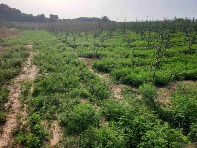 Plantaža šljiva Raifa Čolića - Mionica, Gradačac