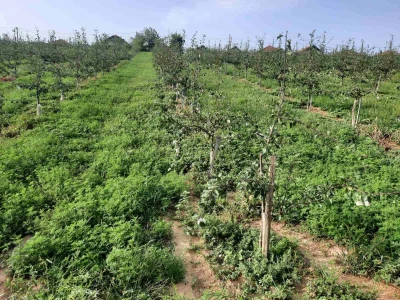 Plantaža šljiva Raifa Čolića - Mionica, Gradačac