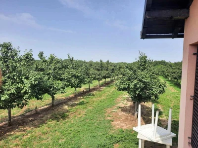 Plantaža šljiva Raifa Čolića - Mionica, Gradačac