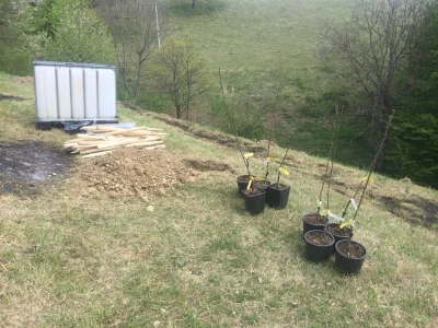 Plantažni uzgoj kestena