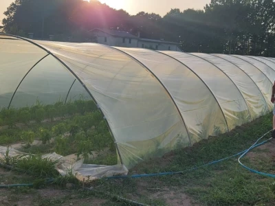 Plastenička proizvodnja povrća