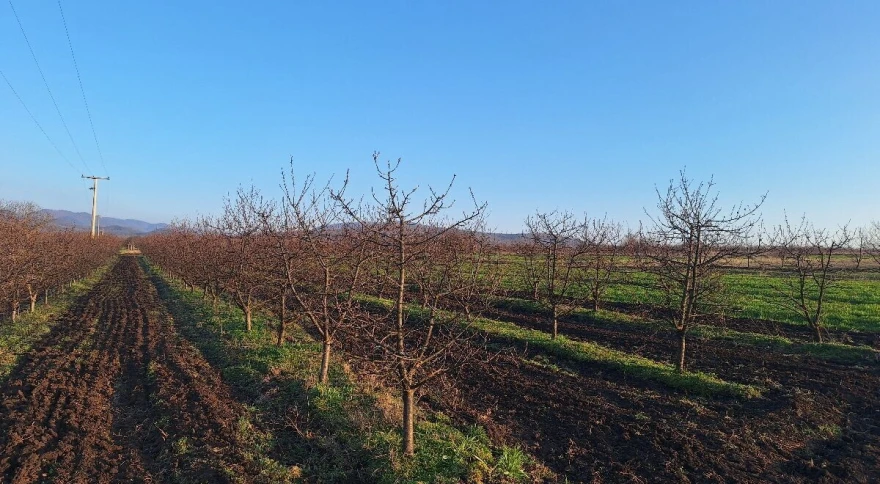 Voćnjak