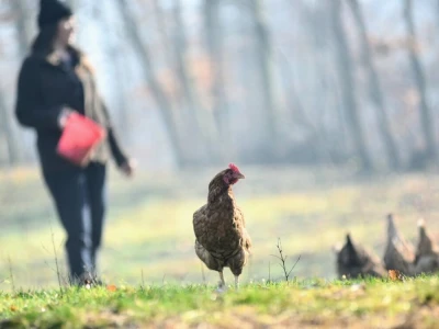 Počeli sa jednom kozom i korak po korak došli do farme: Porodica Tripić iz Banjaluke nadomak grada uživa u zdravim ekološkim proizvodima