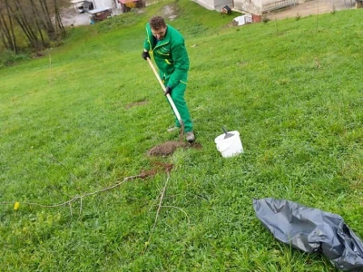 Podizanje plantaže kestena i uvjeti za uspješan uzgoj u BiH