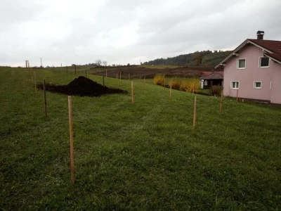 Podizanje plantaže kestena i uvjeti za uspješan uzgoj u BiH