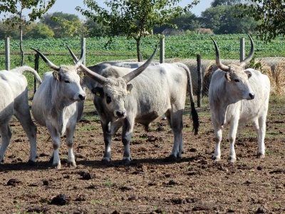 Podolska goveda, buše, racka ovca i konji na salašu Marka Tikvickog