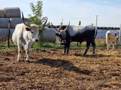 Podolska goveda, buše, racka ovca i konji na salašu Marka Tikvickog