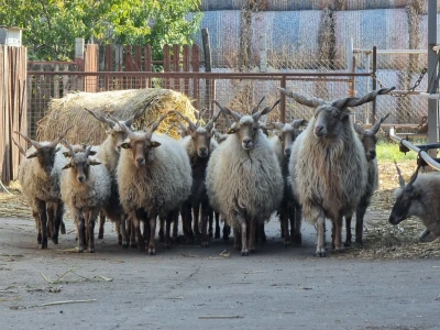 Podolska goveda, buše, racka ovca i konji na salašu Marka Tikvickog