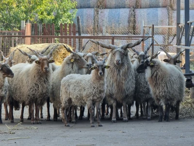 Podolska goveda, buše, racka ovca i konji na salašu Marka Tikvickog