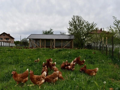 Pokretni kokošinjac na Farmi 5 jaja