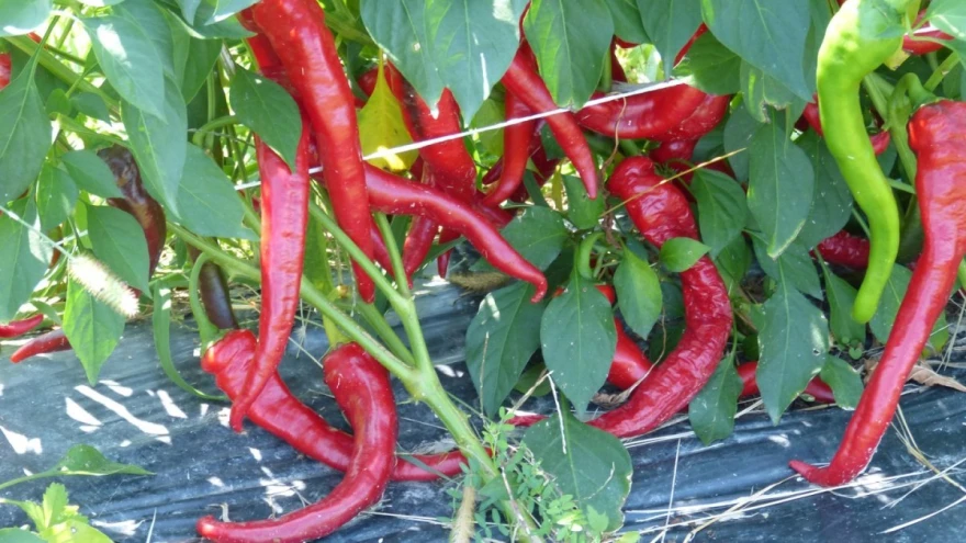 papričice