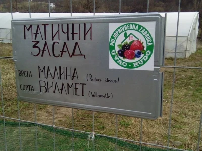 Poljoprivredna zadruga „Uvac – Rudo“ želi da sačuva malinarstvo na krajnjem istoku BiH