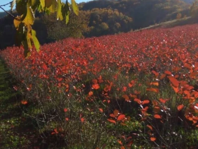 Poljoprivredno gazdinstvo „Aronija- Popović“ iz Banjaluke