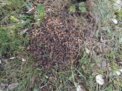 Pomor pčela kod Senahida Čauševića u Kladnju