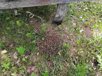 Pomor pčela kod Senahida Čauševića u Kladnju