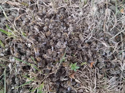 Pomor pčela kod Senahida Čauševića u Kladnju