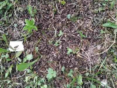 Pomor pčela kod Senahida Čauševića u Kladnju