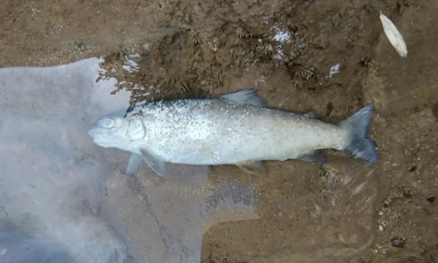 Uginule ribe će biti predate kao dokazni materijal