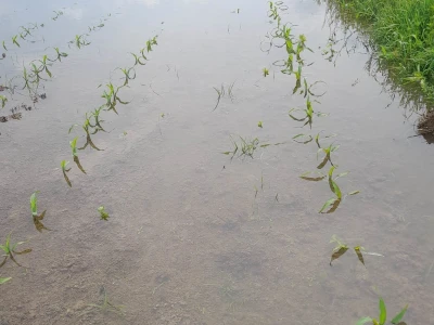 Poplave u TK