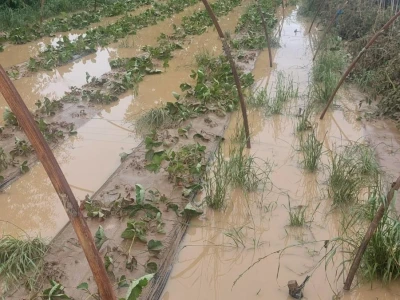 Poplave uništile zasade jagoda u Čeliću