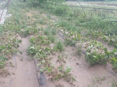 Poplave uništile zasade jagoda u Čeliću