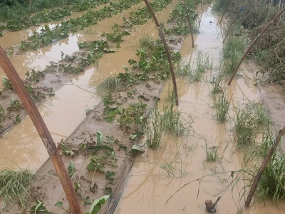Poplave uništile zasade jagoda u Čeliću