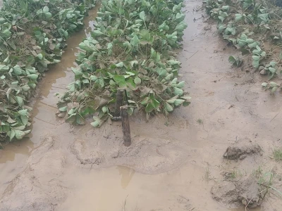 Poplave uništile zasade jagoda u Čeliću