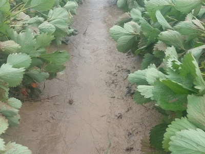 Poplave uništile zasade jagoda u Čeliću