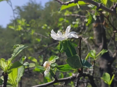 Poranila vegetacija