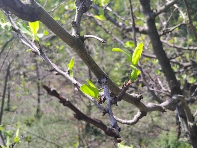 Poranila vegetacija