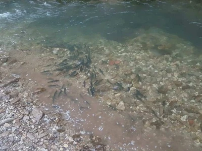Poribljavanje vodotoka
