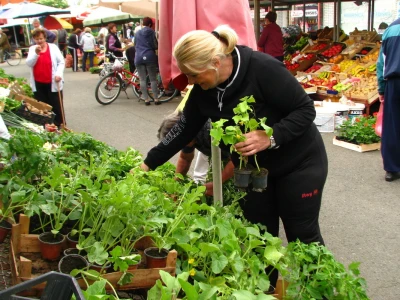Porodica Purković