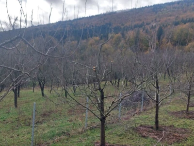Porodica Rakić iz Kolunića