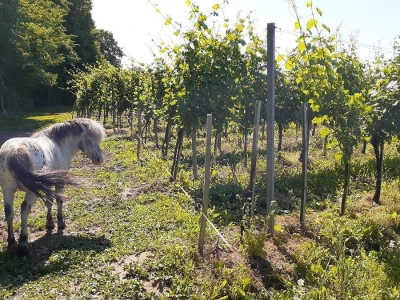 Porodična vinarija, okosnica seoskog turizma