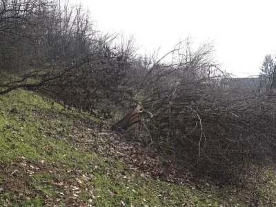 Porušeni voćnjaci