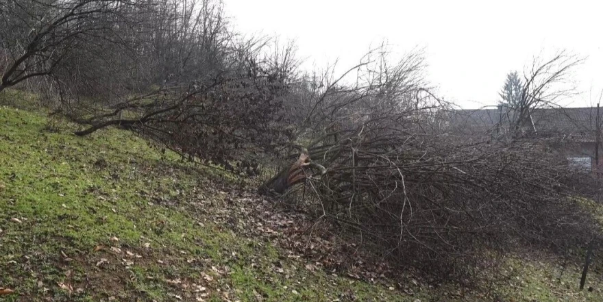 Velike &scaron;tete kod Tomića