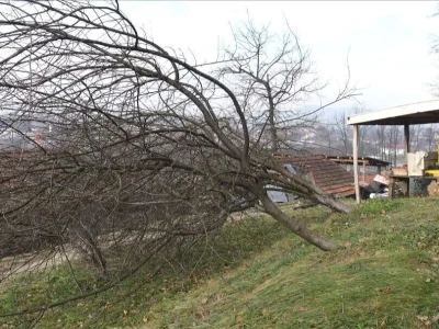 Porušeni voćnjaci