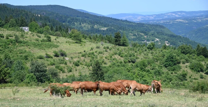 Krave na pa&scaron;njaku