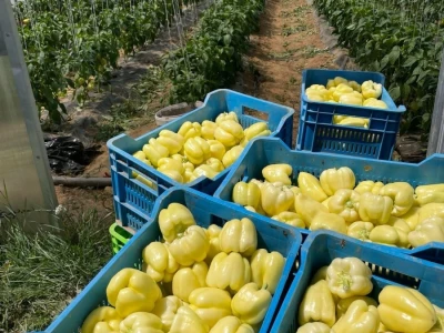 povrce u plastenike