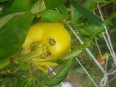 Povrtna stjenica