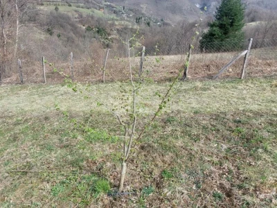 Predrag "spašava" pradjedovinu: Umjesto šiblja, lješnik!
