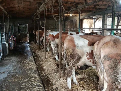 Preko noći otkazan otkup mlijeka Suadu Kulaniću
