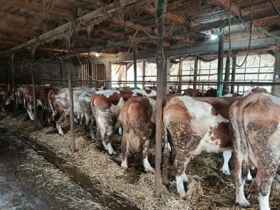 Preko noći otkazan otkup mlijeka Suadu Kulaniću