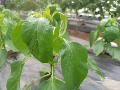 Preporučujem svima da se posvete obradi zemlje