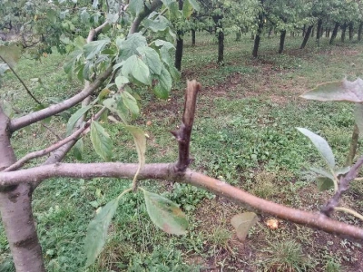 Prihrana voća nakon berbe