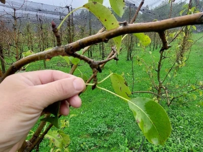 Prihrana voća nakon berbe