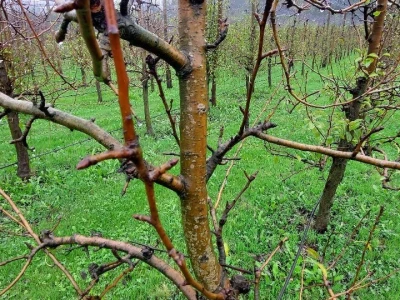 Prihrana voća nakon berbe