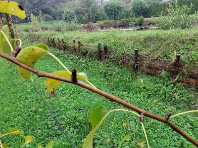 Prihrana voća nakon berbe