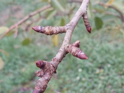 Prihrana voća nakon berbe